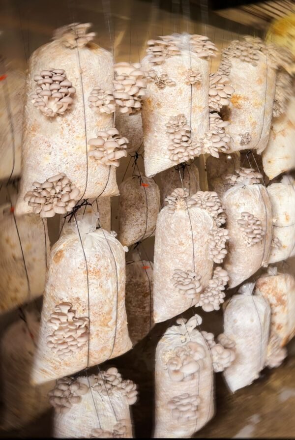 Hongos galera