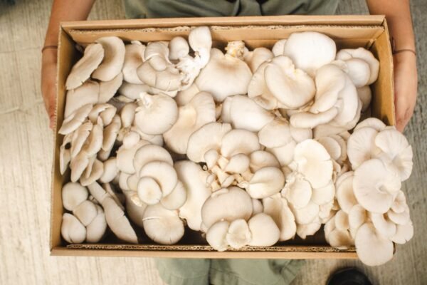 Mushurooms variety