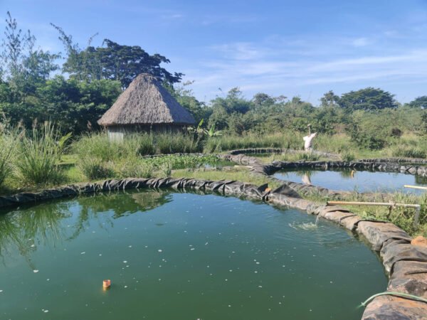 Cultivo de tilapia