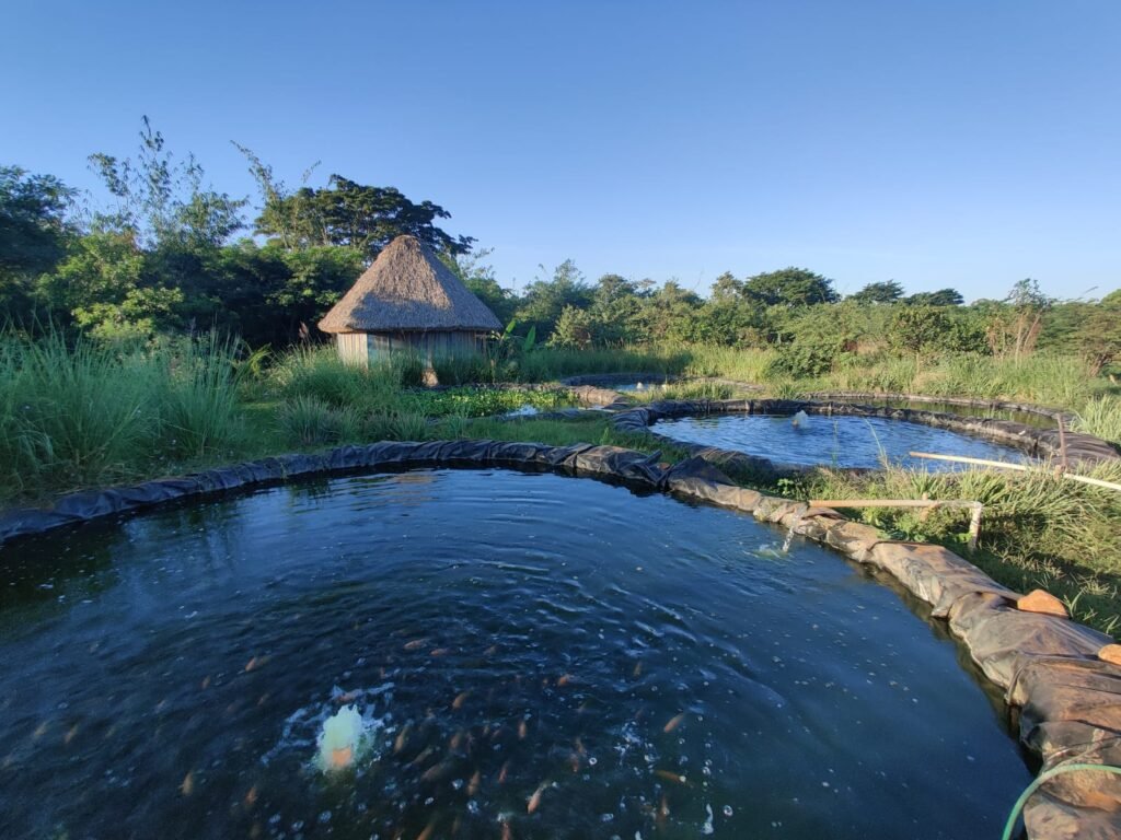 Cultivo de tilapias