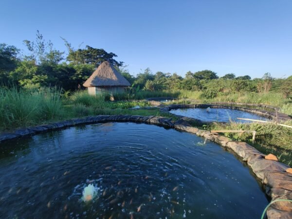 Cultivo de tilapias