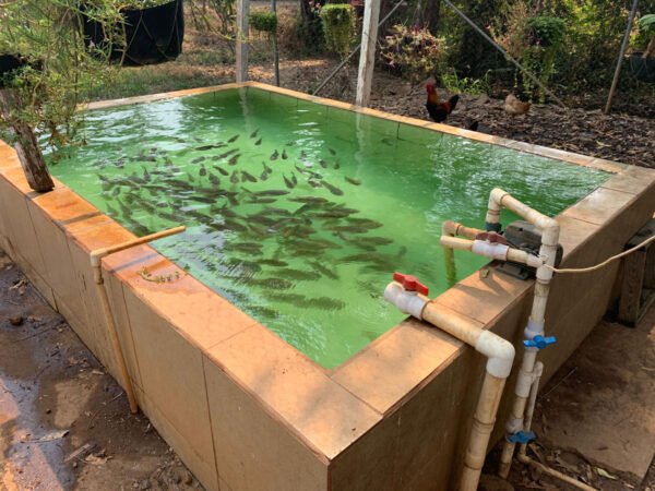 Estanque tilapia