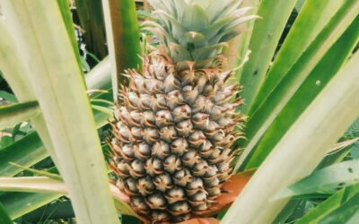 Pineapple Plantation: A Sustainable Initiative