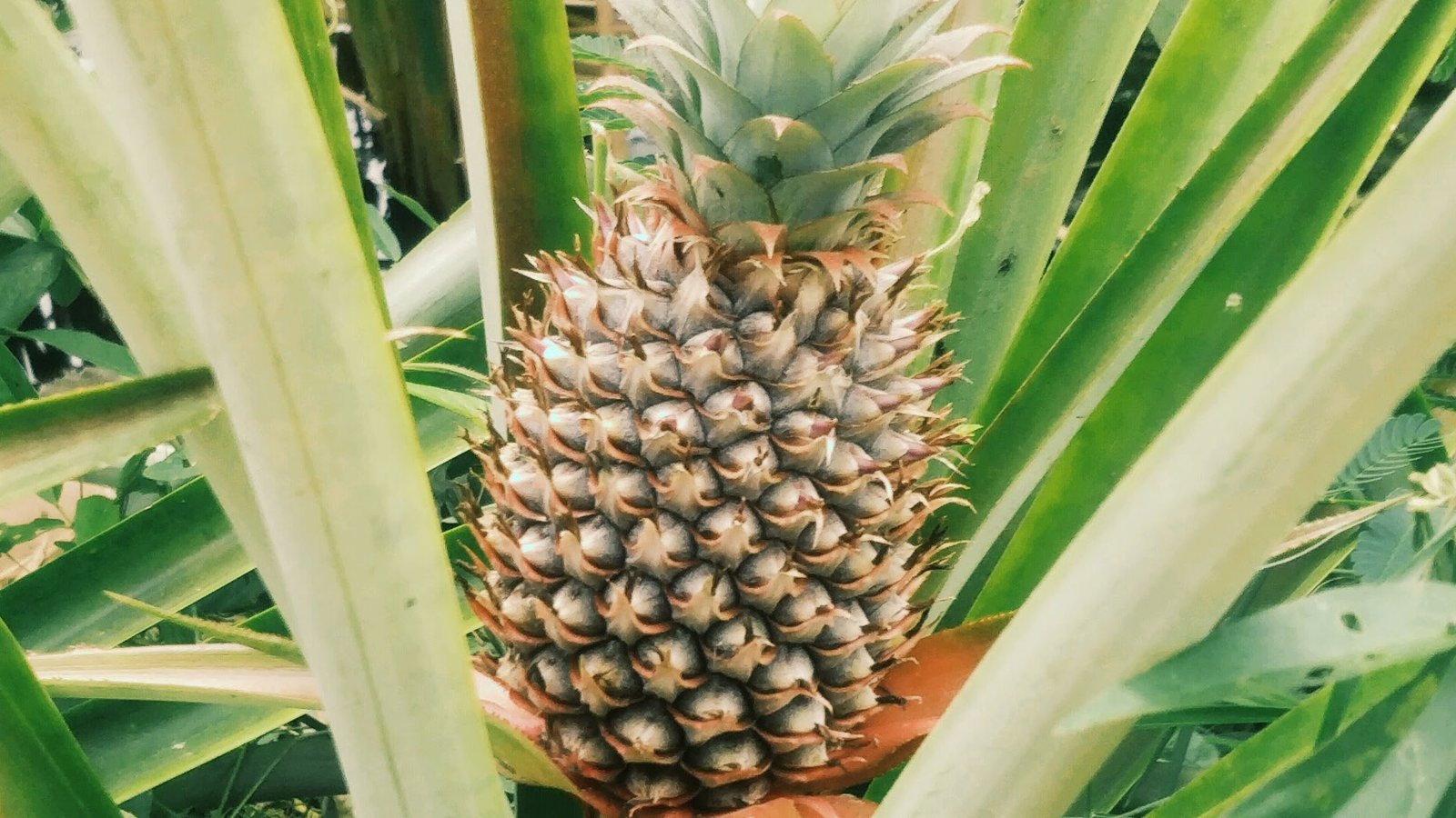 Pineapple Plantation