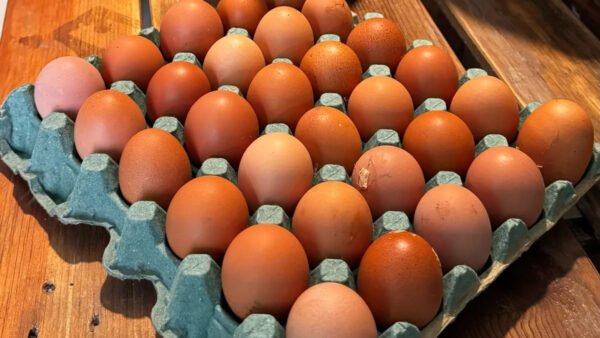 Organic Eggs